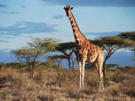 长颈鹿，是否是最容易遭雷劈的动物？