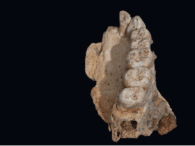 考古学新发现：人类离开非洲大陆时间提前了 5 万年