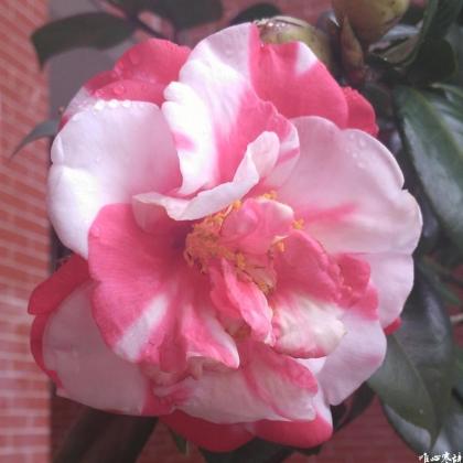 IMG_20170131_123729_conew1.jpg