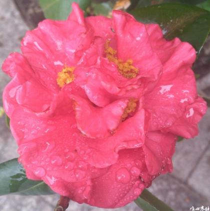 IMG_20170131_123630_conew1.jpg